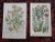 Antique 19th Century Botanical Lithographs - Set of 12 For Sale In Cincinnati - Image 6 of 8