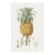 Vintage Hand-Drawn Pineapple, Botanical Art Print Reproduction, 32" X 48" For Sale