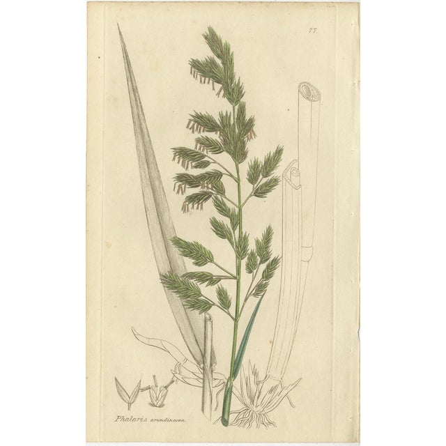 After James Sowerby, Botanical Illustrations of Cottongrass and Coastal Grasses, 1830s, Engravings, Set of 8 For Sale - Image 6 of 10