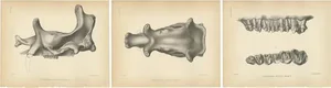 Marsh, Paleontological Illustration of Tinoceras Ingens, 1886, Print