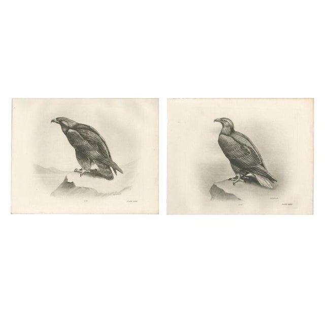 British Eagle Photogravures by L. M. Medland, 1908, Set of 2 For Sale - Image 9 of 9