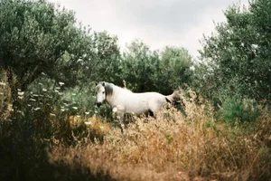 horses by Andrea Buzzichelli Print, 12" x 18"