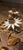 Italian Vintage Italian Style Gilt Tole Daisy Lighted Wall Sconce For Sale - Image 3 of 4