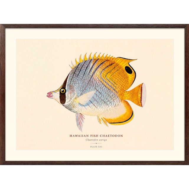 Atelier Aria Lumae Albert Baldwin 1903 Hawaiian Fish Natural History Gallery Board Set For Sale In San Antonio - Image 6 of 12