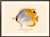 Atelier Aria Lumae Albert Baldwin 1903 Hawaiian Fish Natural History Gallery Board Set For Sale In San Antonio - Image 6 of 12