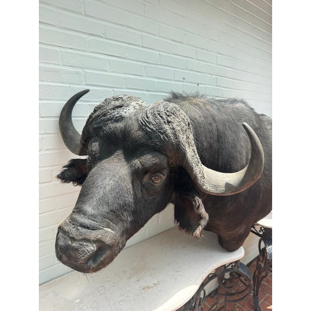 Late 20th Century Late 20th Century Cape Buffalo From Africa Custom Wall Mount Taxidermy For Sale - Image 5 of 12