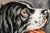 Fantastic Hand Painted Enamel Springer Spaniel Dog 800 Silver Antique Cigarette Case Holder Tobacciana For Sale - Image 4 of 18