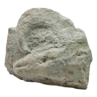 Sirio Pellegrini, Fossil Sculpture, 1960s, Terracotta For Sale