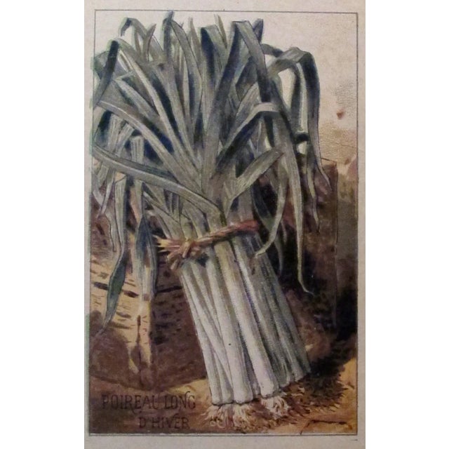 French 1900 Antique French Vegetable Chart For Sale - Image 3 of 5