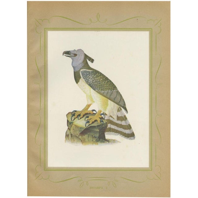 Descourtilz, Harpy Eagle, Brazilian Bird Print, 1944, Paper For Sale - Image 12 of 12