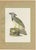 Descourtilz, Harpy Eagle, Brazilian Bird Print, 1944, Paper For Sale - Image 12 of 12
