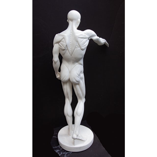 Figurative Anatomical Sculpture of Nude Male "L'Ecorche" After Jean Antoine Houdon For Sale - Image 3 of 13