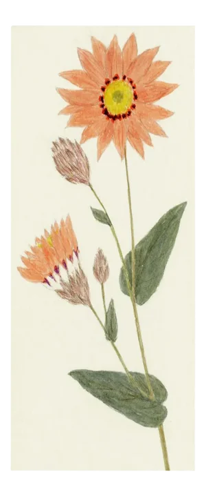 Hubbard Flower 2497 Artwork, Unframed Artwork