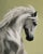 Brave Heart captures the powerful essence of a majestic white horse, its mane flowing with a sense of grace and dynamism....
