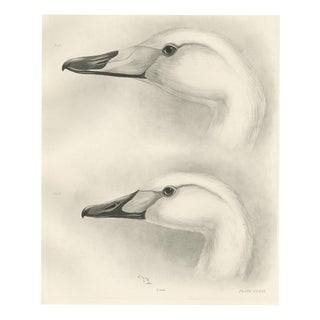 After Lilian Medland, Heads of the Wild Swans, 1909, Print For Sale