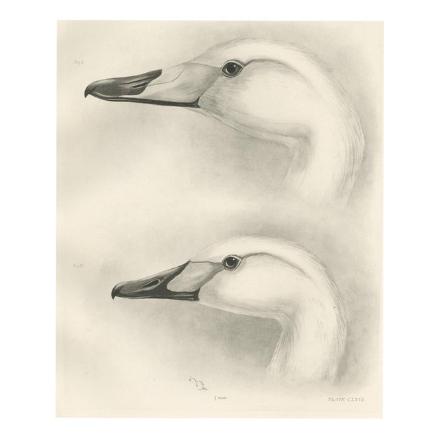 After Lilian Medland, Heads of the Wild Swans, 1909, Print For Sale