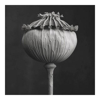 Poppy Pod Head No. 3 - Black and White Botanical Floral Photograph Print | Karl Blossfeldt | Unframed For Sale