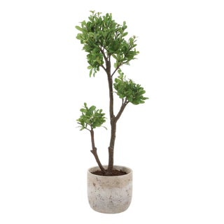 Arbor Strawberry Tree For Sale