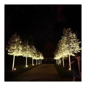 Contemporary Night Grove Sag Harbor Original Photograph