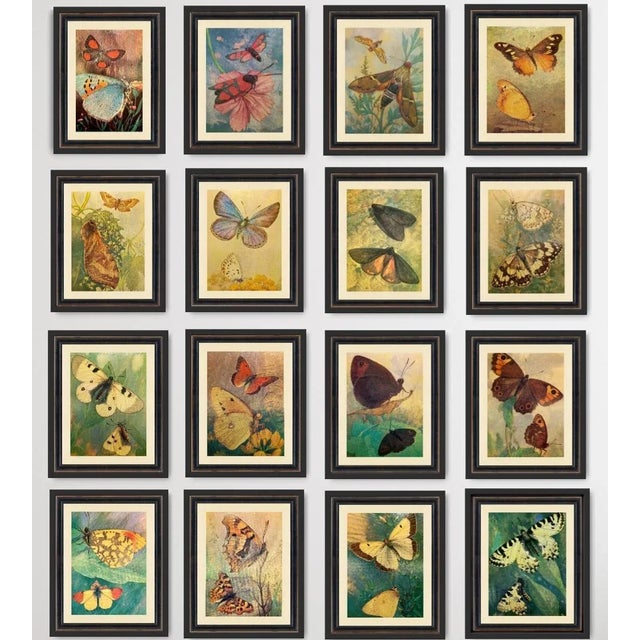 Set of 16 - 1980's Framed Original Butterflies Prints For Sale - Image 12 of 13