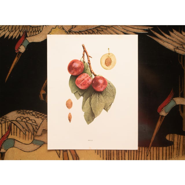 1900s U. P. Hedrick, Original Antique Photogravure of Belle Plums For Sale In Dallas - Image 6 of 7