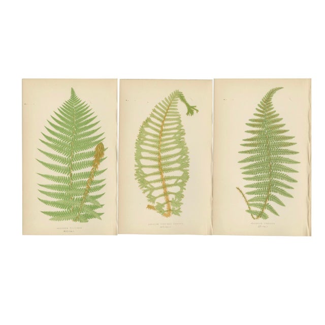 Mid 19th Century Aspidium Filix-Mas Series Fern Prints, 1868, Paper, Set of 3 For Sale - Image 5 of 5