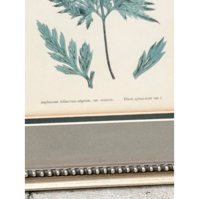 Antique Framed Fern Print For Sale - Image 4 of 7