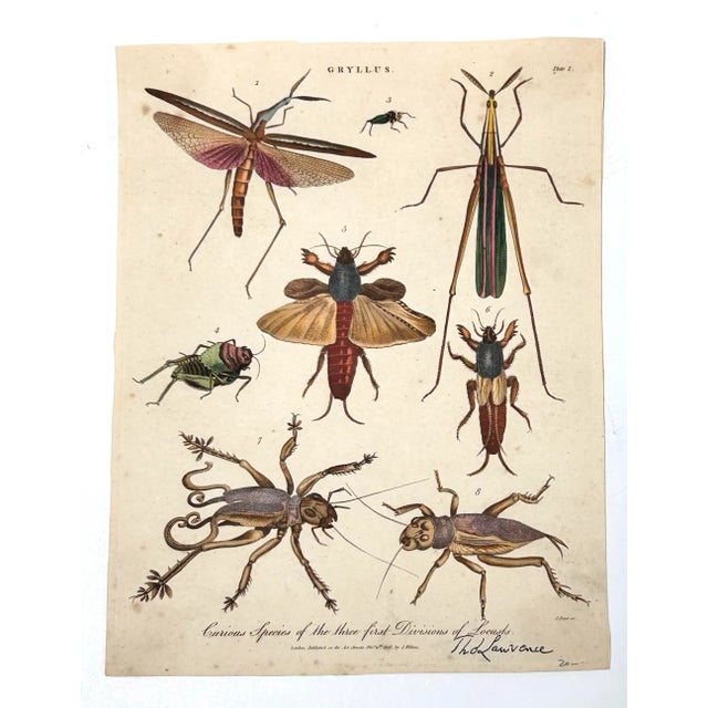 A rare pair of early 19th-century hand-colored entomological engravings published in London by J. Wilkes in 1806. These...