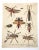 A rare pair of early 19th-century hand-colored entomological engravings published in London by J. Wilkes in 1806. These...