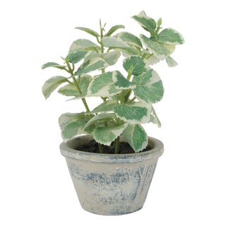 Potted Variegated Swedish Ivy 7"H For Sale
