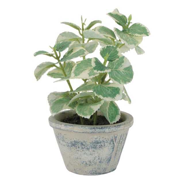 Potted Variegated Swedish Ivy 7"H For Sale