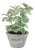 Potted Variegated Swedish Ivy 7"H For Sale