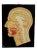 Median Incision of the Human Head Teaching Aid by Phywe For Sale
