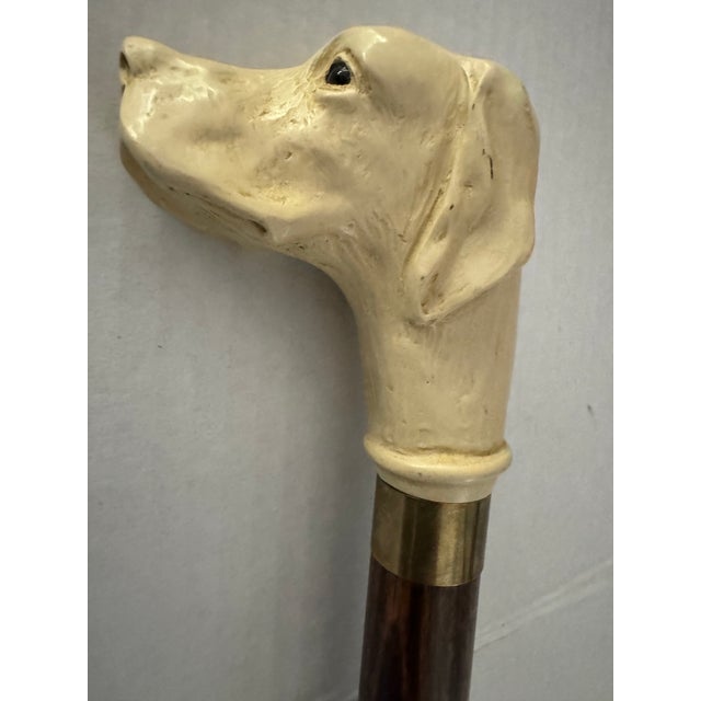 A handsome vintage walking stick/cane having a yellow Labrador as a handle. Head is bakelite, glass eyes and wooden shaft....