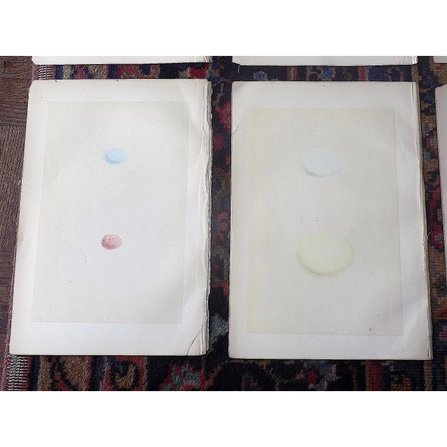 Antique 19th Century Hand Colored Egg Lithographs-Set of 12 For Sale In Cincinnati - Image 6 of 9