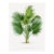 Fan Palm Botanical Study, Vintage Art Print Reproduction, 18" X 24" For Sale