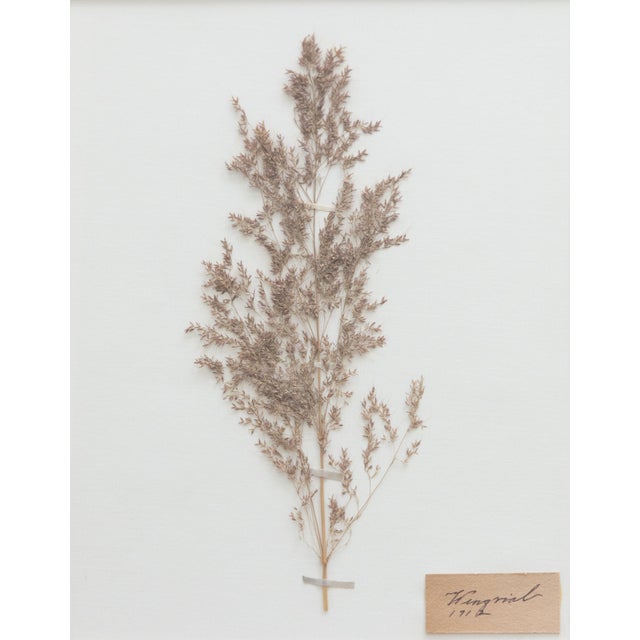 1910s Custom Framed Antique Swedish Botanical Herbariums, 1912 - Set of 4 For Sale - Image 5 of 13