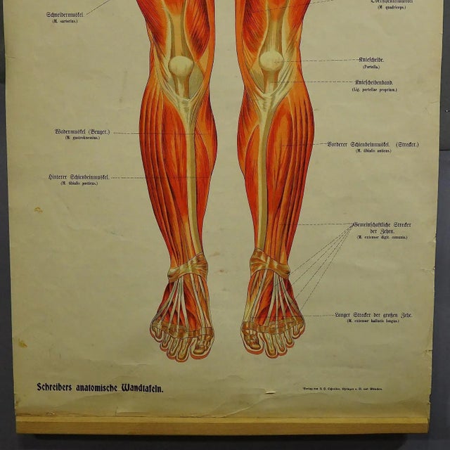 Antique Human Musculature Foldable Anatomical Wall Chart For Sale - Image 4 of 10