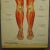 Antique Human Musculature Foldable Anatomical Wall Chart For Sale - Image 4 of 10