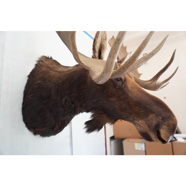 2000 - 2009 Moose Head Bust Mount For Sale - Image 5 of 18