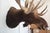 2000 - 2009 Moose Head Bust Mount For Sale - Image 5 of 18