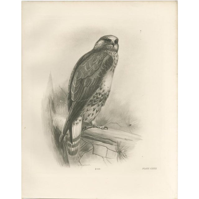 Paper Lilian Marguerite Medland, Three British Raptors: Buzzards and Adult Goshawk, 1908, Photogravure, Set of 3 For Sale - Image 7 of 10