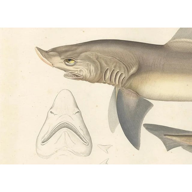Blanchard, Illustration of Tope Shark from Iceland-Greenland Voyage, 1845, Print For Sale - Image 4 of 10