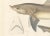 Blanchard, Illustration of Tope Shark from Iceland-Greenland Voyage, 1845, Print For Sale - Image 4 of 10