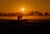 Morning Training At Saratoga Springs by Toni Frissell A jockey rides a race horse at morning training, Saratoga Springs...