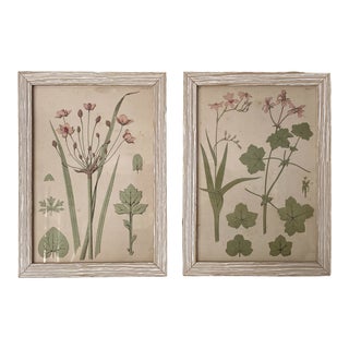 Antique Floral Botanical Prints in Custom White Washed Split Reed Frames - a Pair For Sale