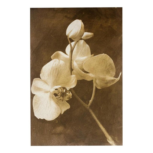 Ian Sanderson, Orchid 2, 2010, Archival Pigment Print For Sale - Image 6 of 6