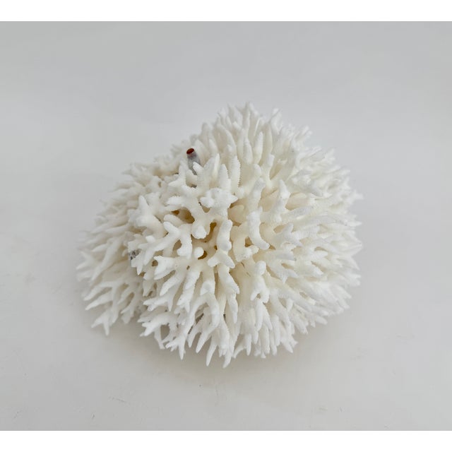 Chinoiserie Natural Birdsnest Coral Specimen Coastal Decor For Sale - Image 3 of 6
