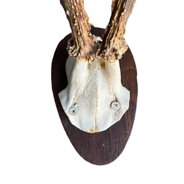 Early 1900s Roe Deer Trophy Rd81 Black Forest Antlers For Sale - Image 4 of 5