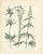 Paper Calwer, Botanical Plates of Technical Plants, 1854, Prints, Set of 12 For Sale - Image 7 of 15